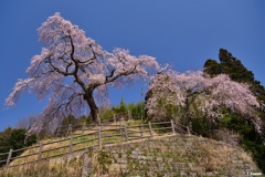 枝垂れ桜～極楽寺①