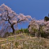 枝垂れ桜～極楽寺①