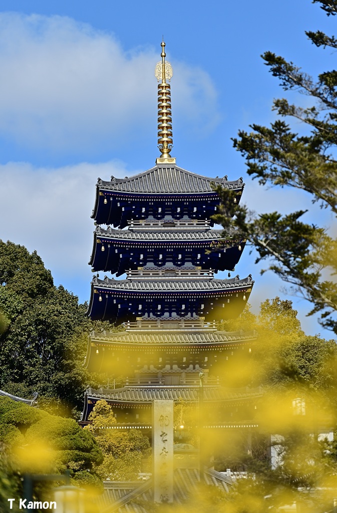 黄色の花と五重塔