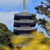 黄色の花と五重塔