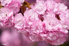 通り抜け八重桜②