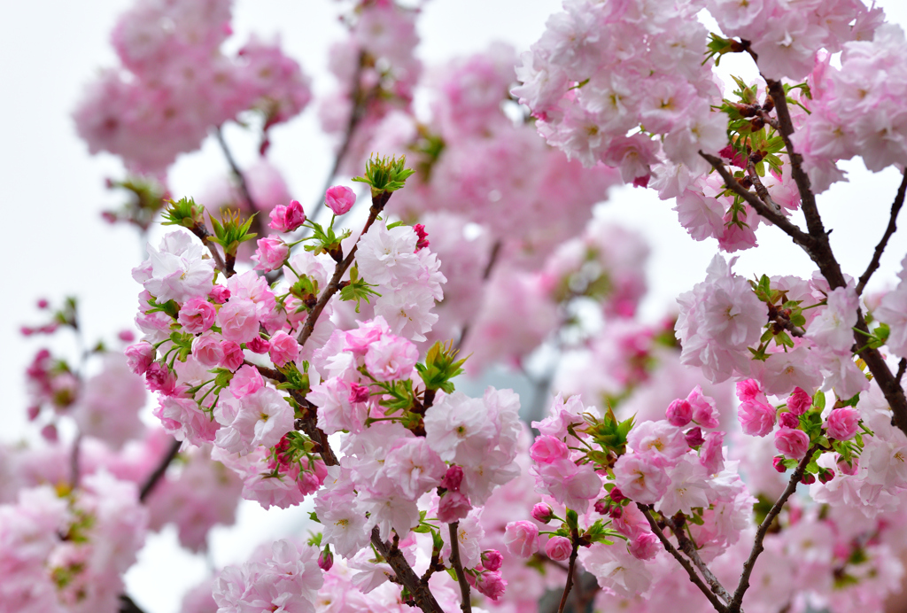 八重桜蕾