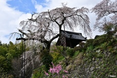 「老いた」桜④