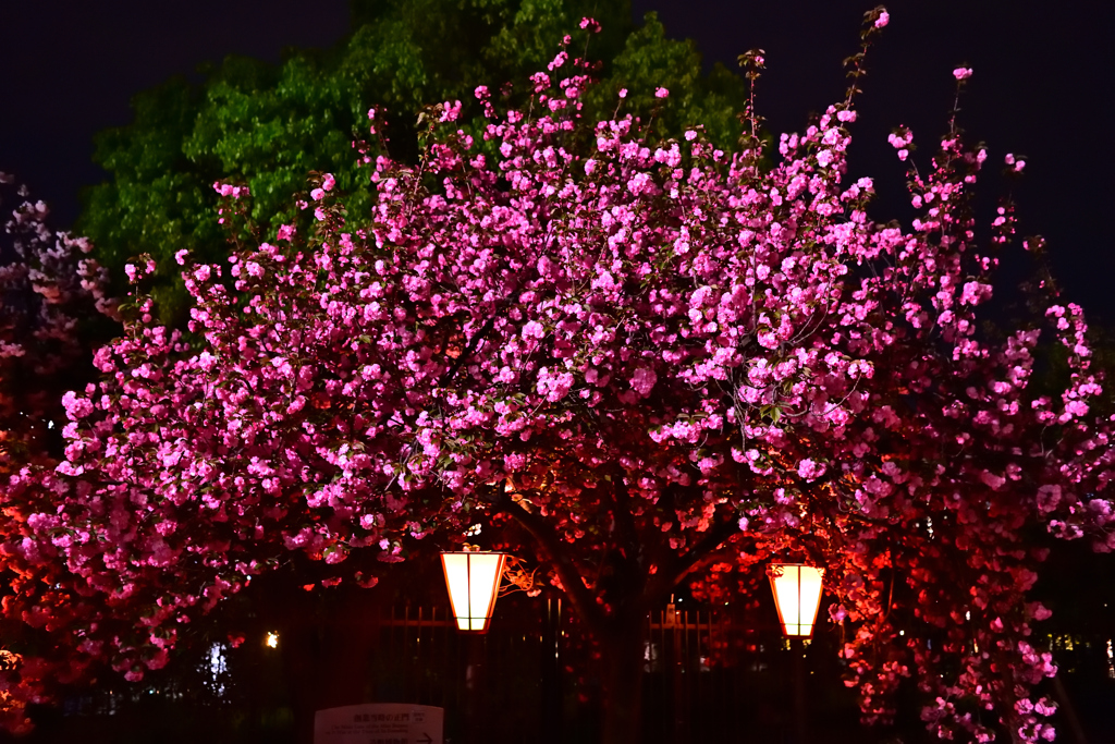 夜桜