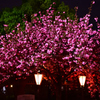 夜桜