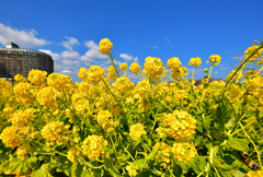 レモン・カラー