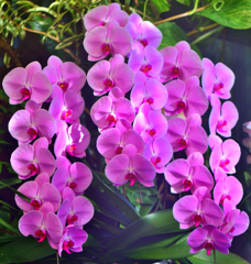 あなたを愛しています