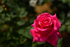 緋赤ビロードの薔薇