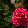 緋赤ビロードの薔薇