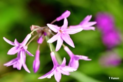薄紫の花
