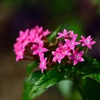 花言葉は『希望が叶う』