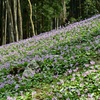 2019満開のカタクリ②