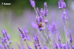 紫とミツバチ