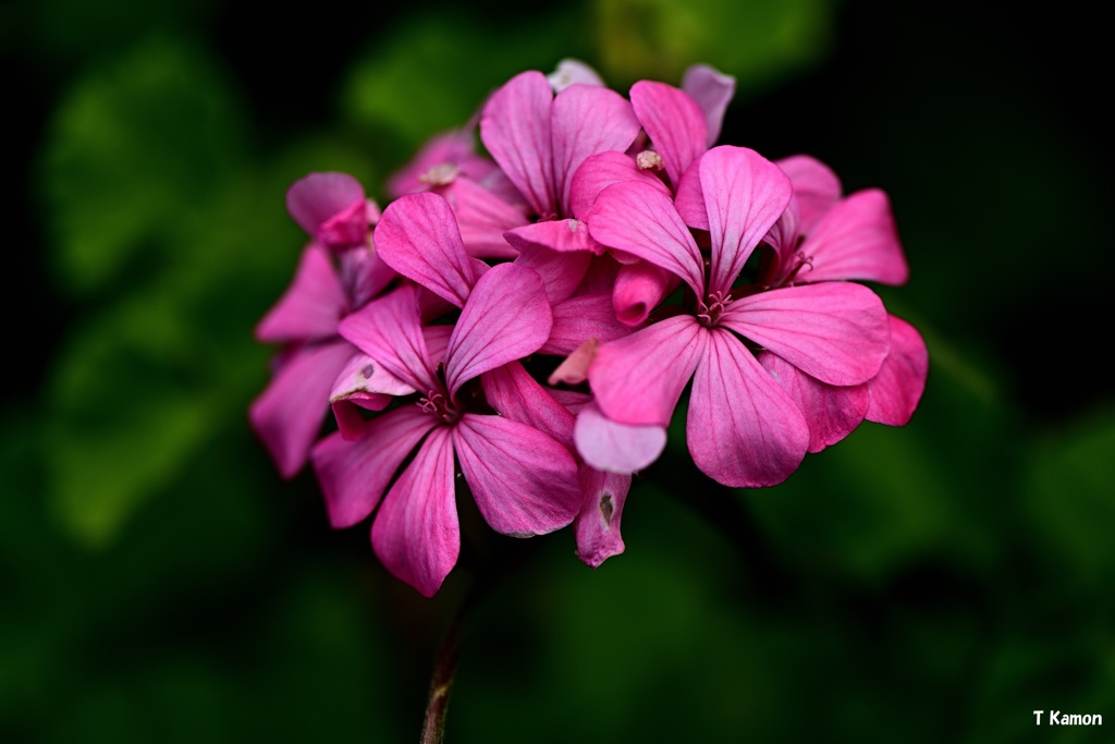 アイビーゼラニュゥム