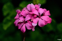 アイビーゼラニュゥム