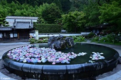 具足池に浮かべられた紫陽花