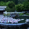 具足池に浮かべられた紫陽花
