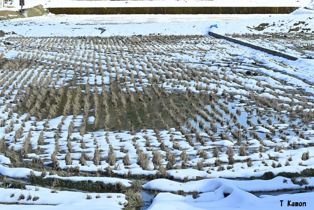 切り株と雪