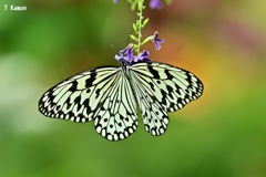 日本最大級の蝶