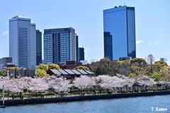 高層ビルと桜