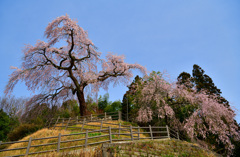 極楽寺の枝垂れ桜