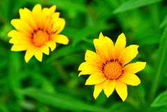 南アフリカ原産の花