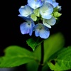 理想の紫陽花