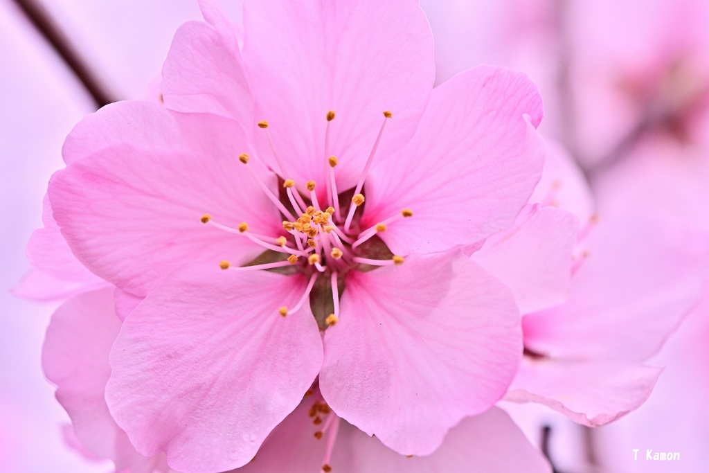 アーモンドの花の1週間　Ⅳ
