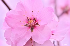 アーモンドの花の1週間　Ⅳ
