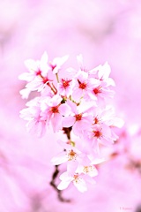 春の花④