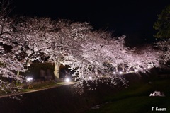 夜桜ⅰ