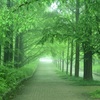 緑の並木道