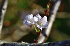 十月桜