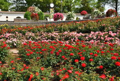 荒牧バラ公園➌
