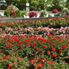 荒牧バラ公園➌