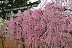 結城神社の枝垂れ梅②押し寄せる