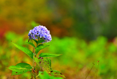 霜月の紫陽花