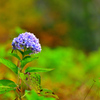 霜月の紫陽花