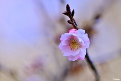 春の足音～十月桜～