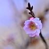 春の足音～十月桜～