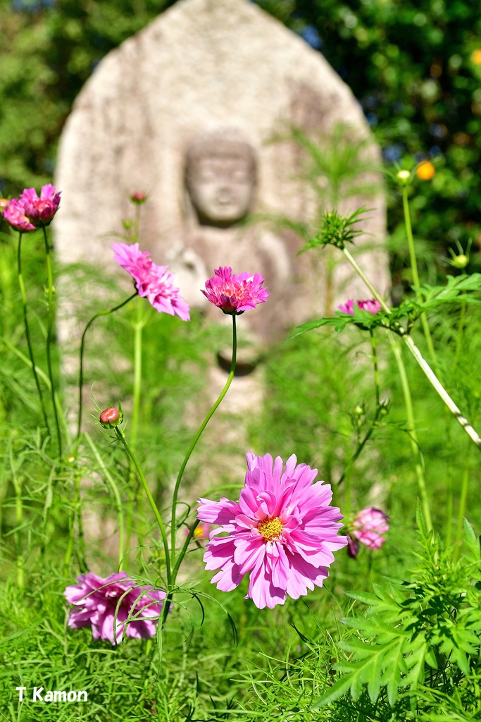 仏花(ぶっか）
