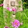 仏花(ぶっか）