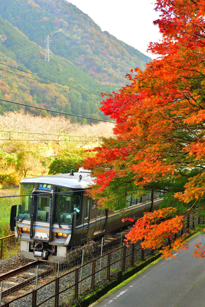 紅葉から飛び出した