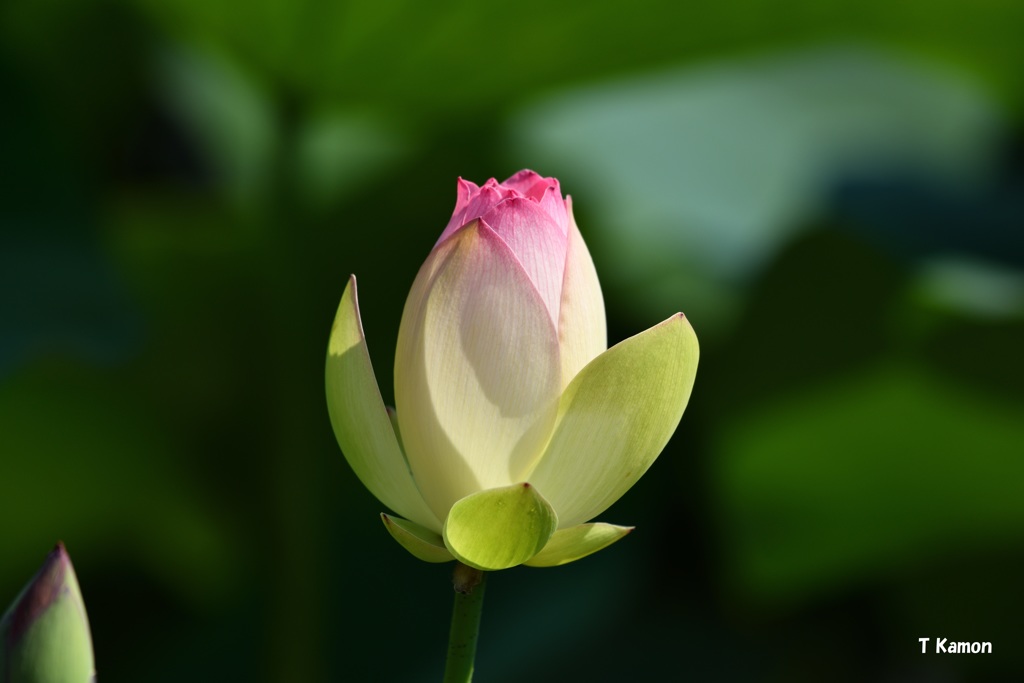 蓮の花Ⅶ