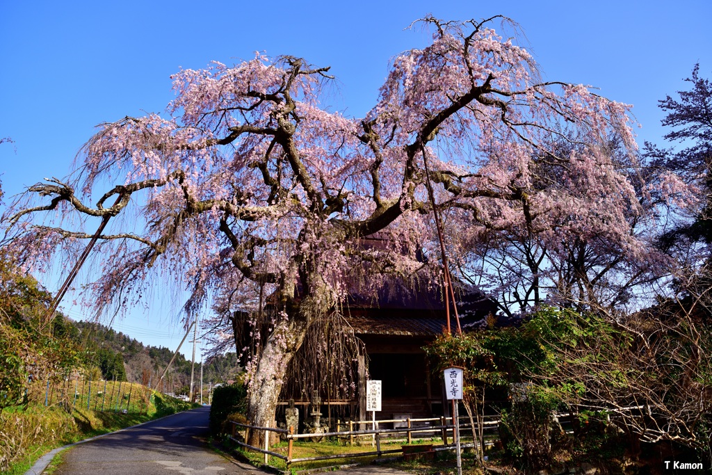 枝垂れ桜～城之山桜④