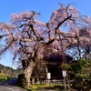 枝垂れ桜～城之山桜④