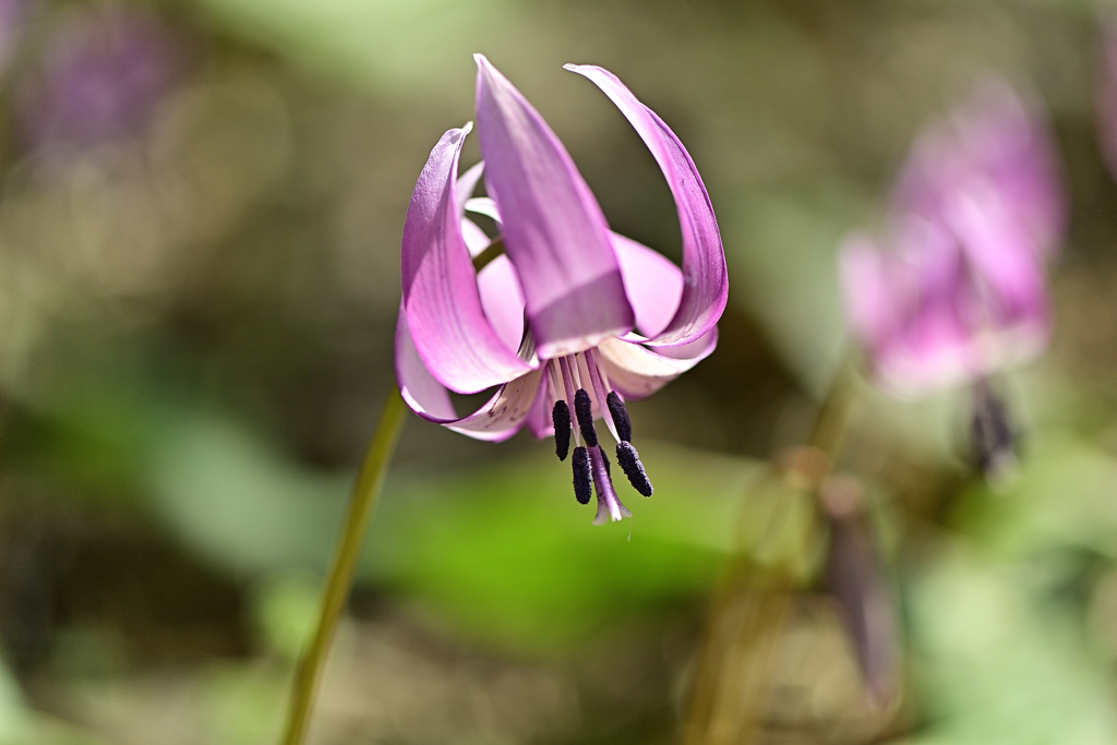 2019カタクリの花Ⅱ