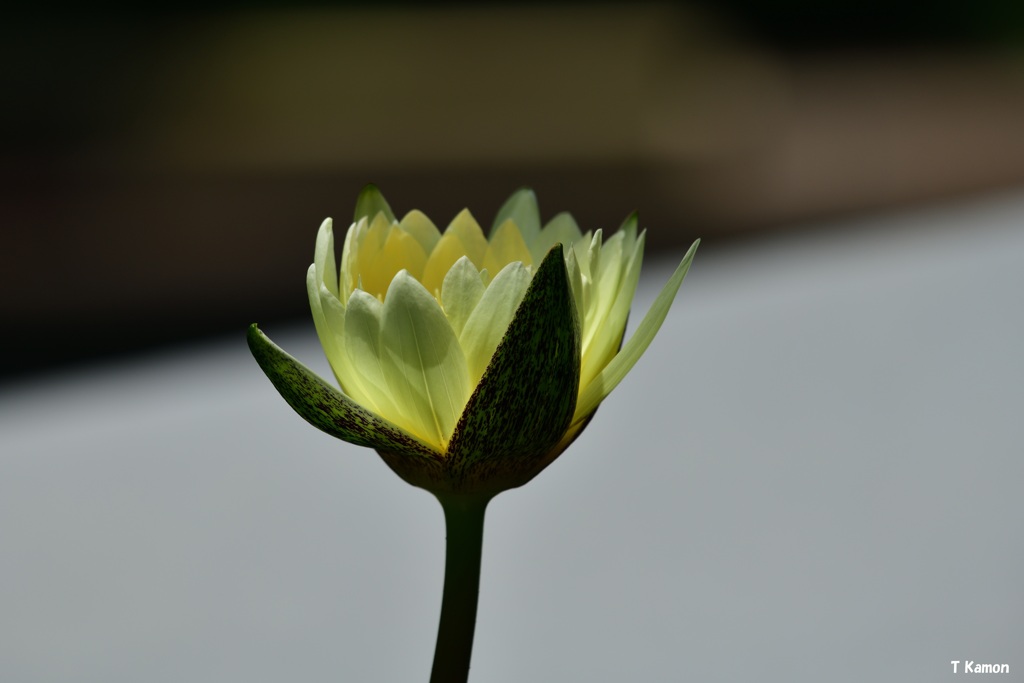 今　開花