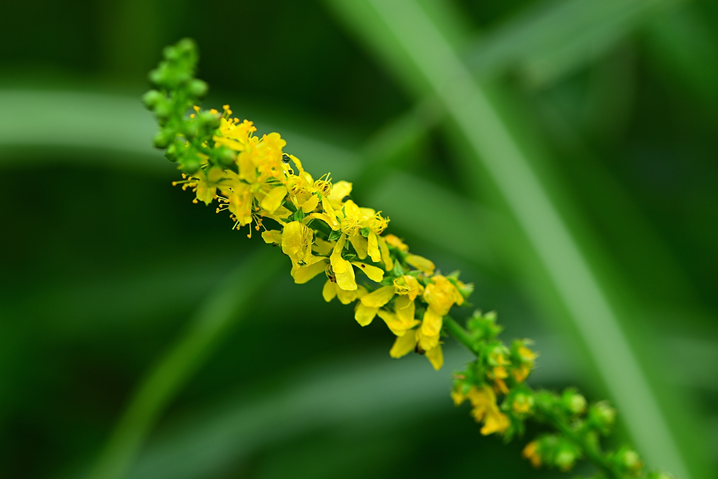 夏の終わりの高原の草花②