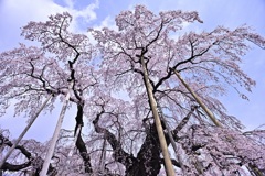 日本三大桜～三春滝桜③